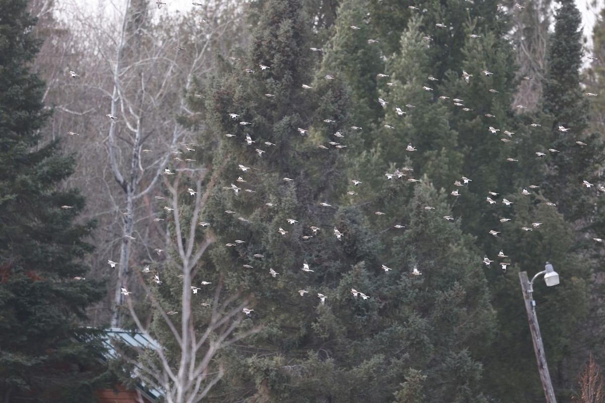 雪鵐 - ML645527882