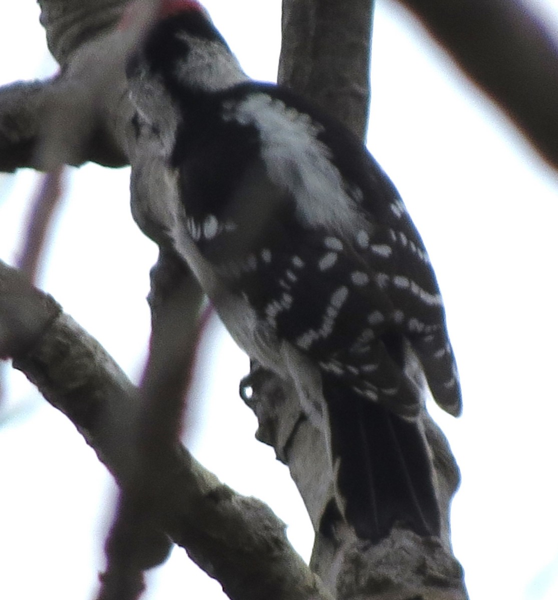 Downy Woodpecker - ML645527883