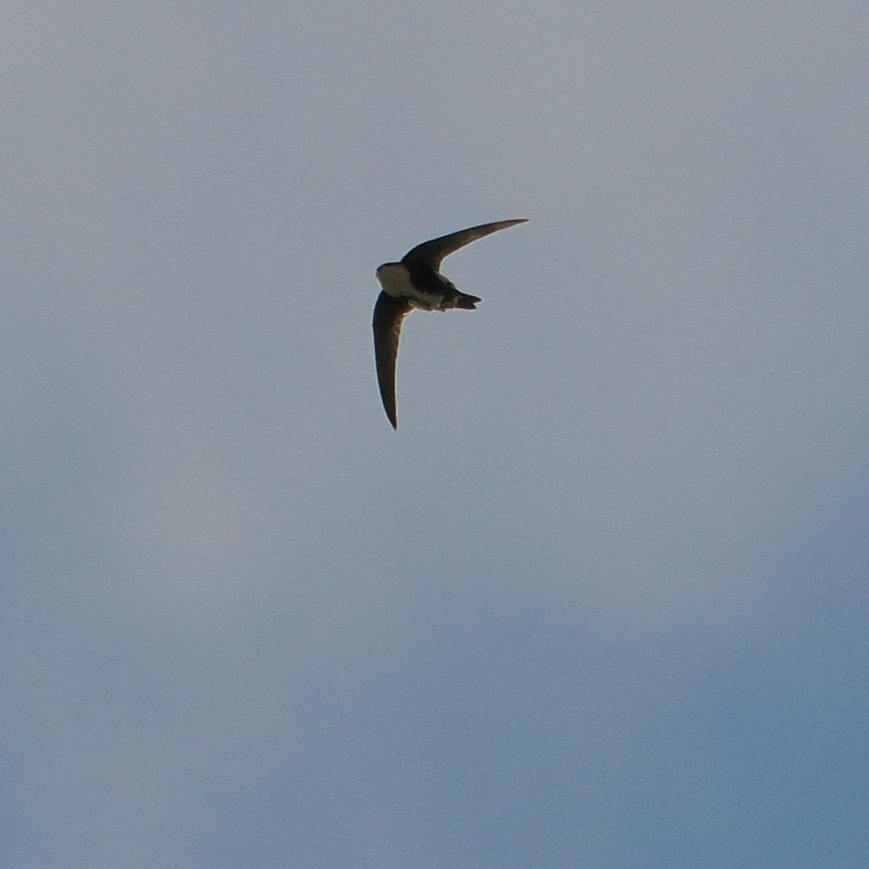 White-throated Swift - ML645527884