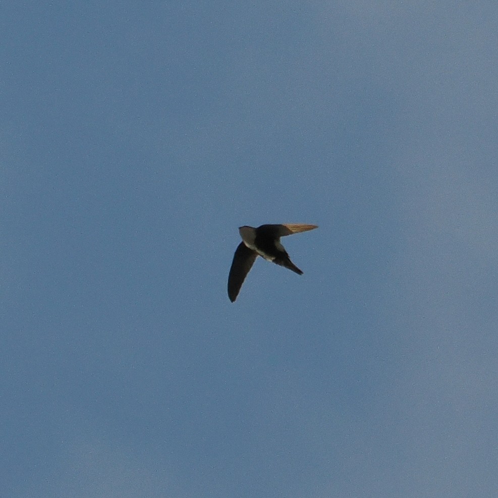White-throated Swift - ML645527885