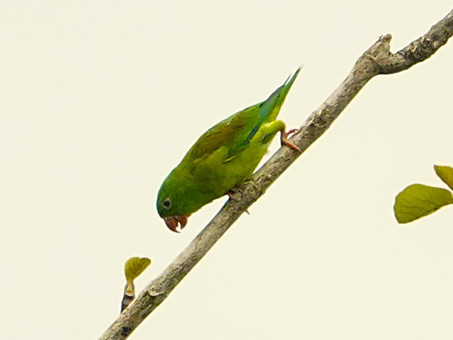 Orange-chinned Parakeet - ML645527887