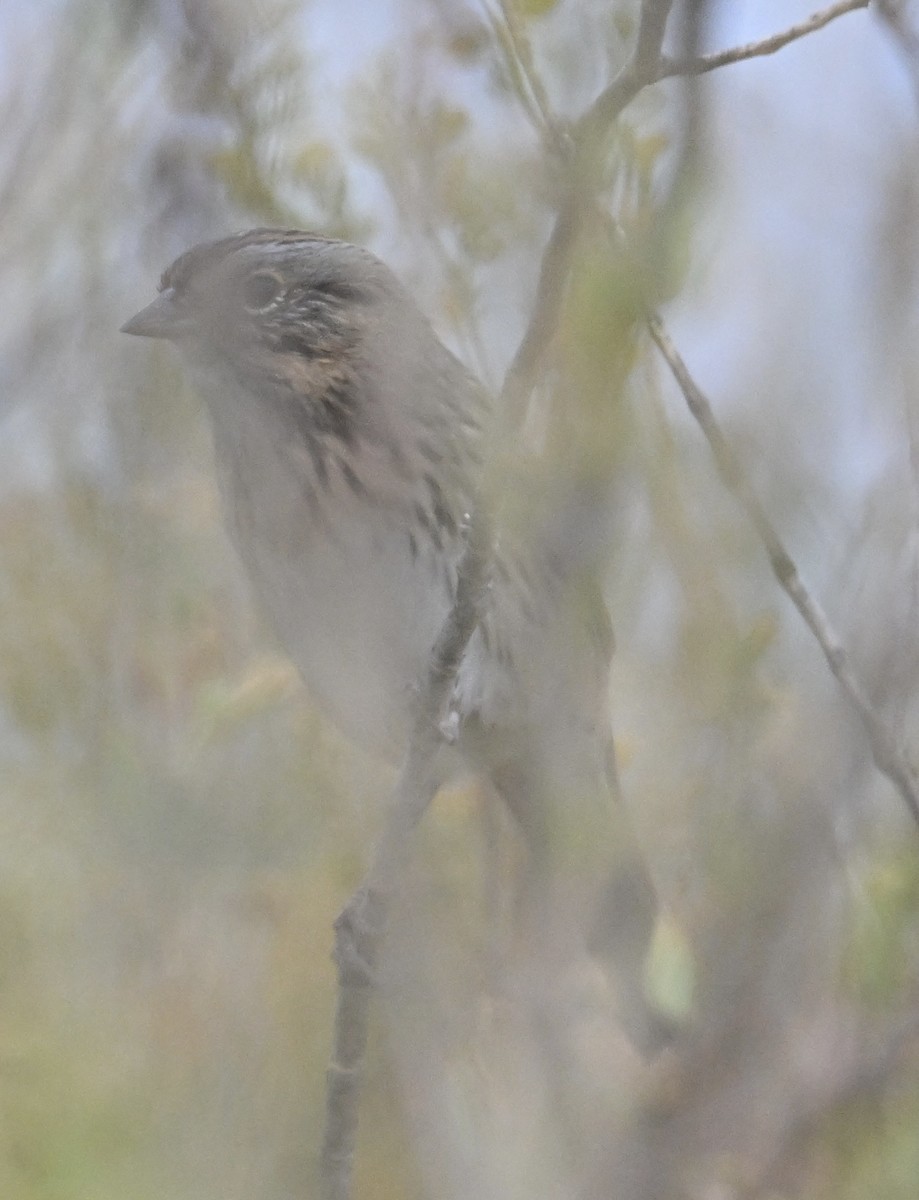 稀樹草鵐 - ML645527888