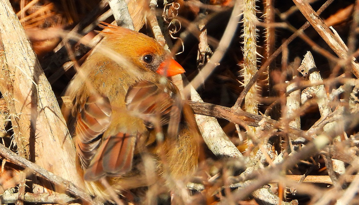Northern Cardinal - ML645527890