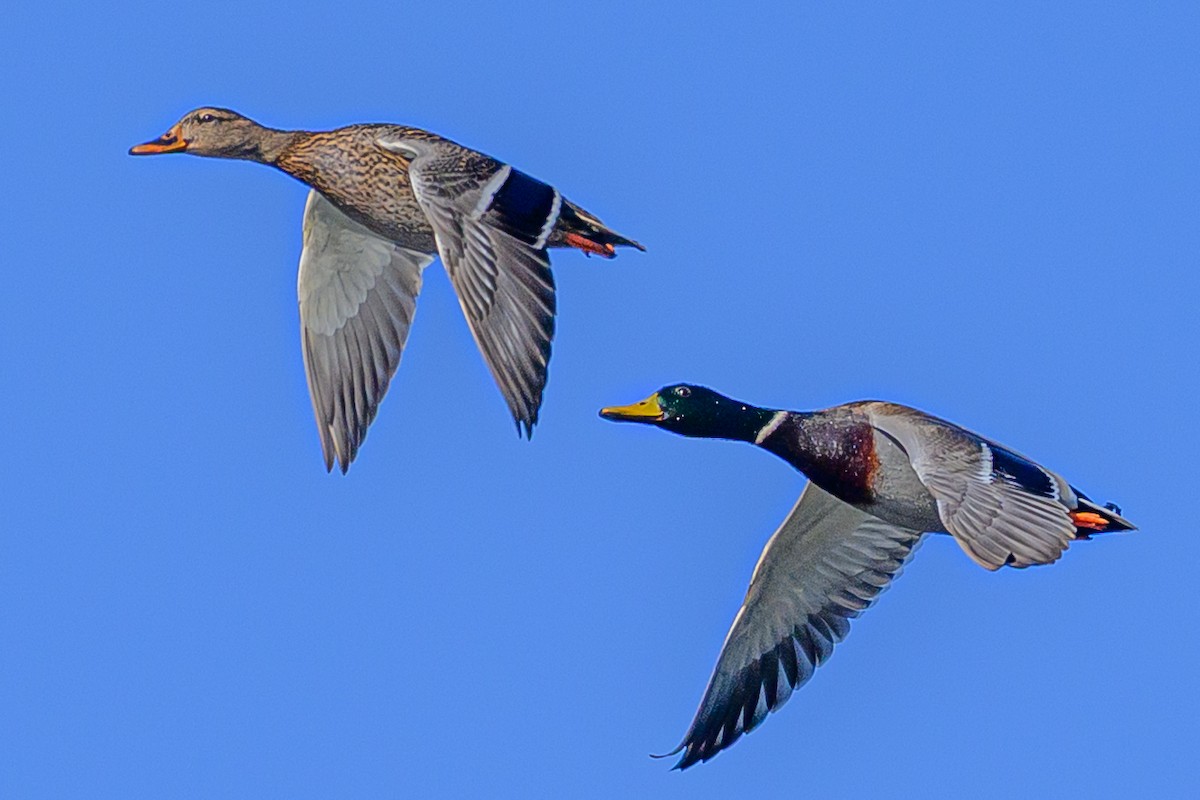 綠頭鴨 - ML645527891