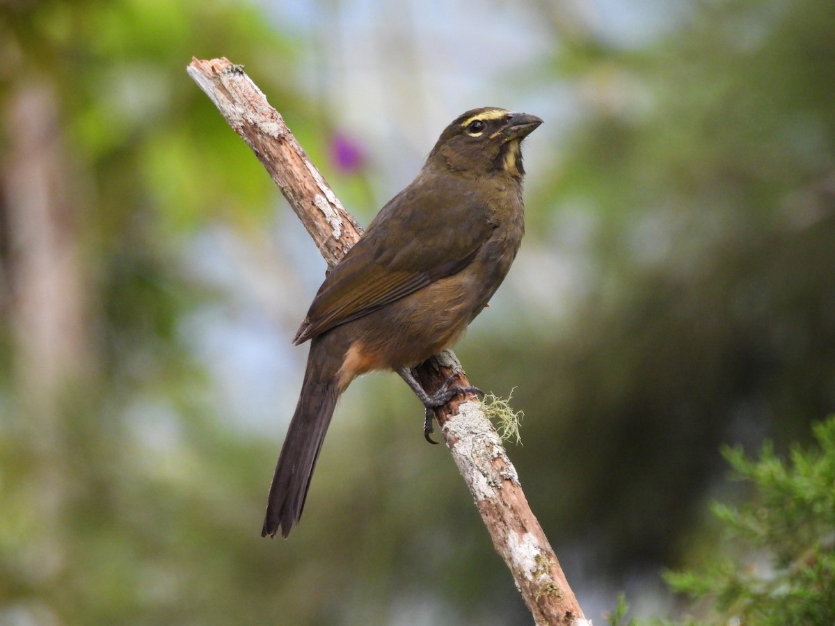 Cinnamon-bellied Saltator - ML645527892
