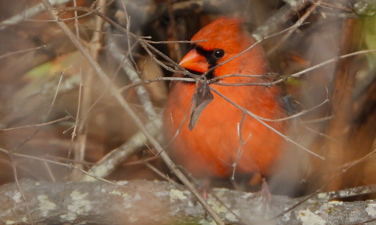 Northern Cardinal - ML645527894