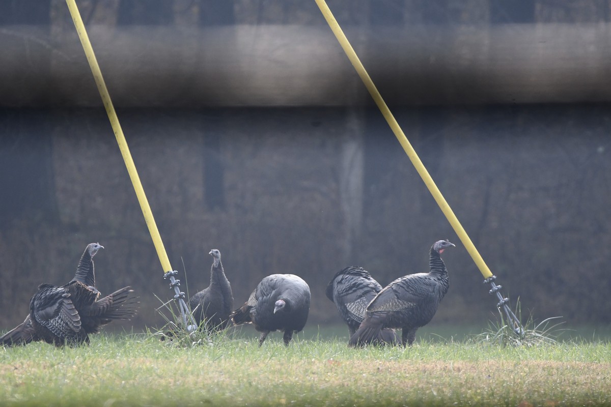 火雞 - ML645527895