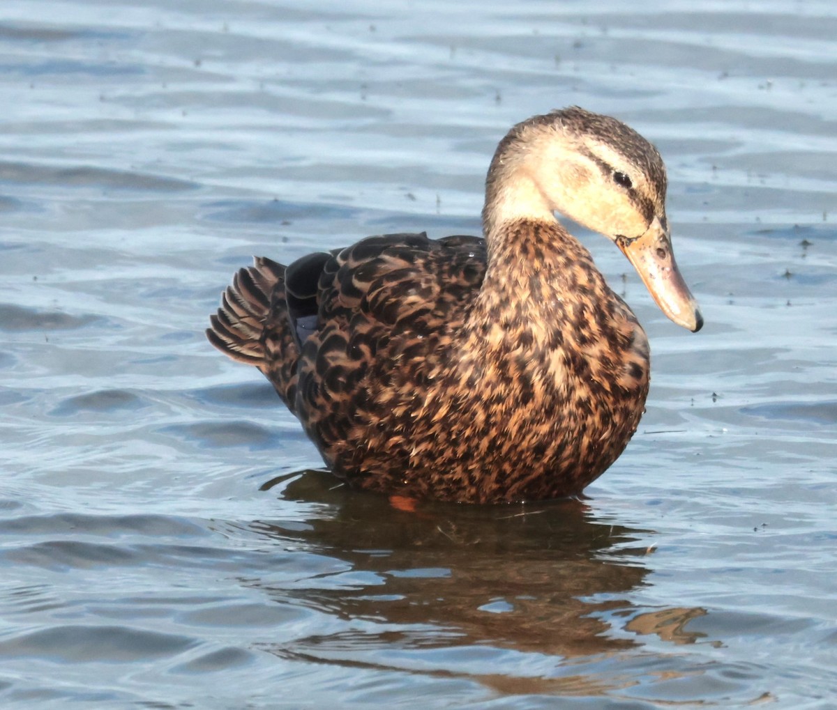 Mottled Duck - ML645527896