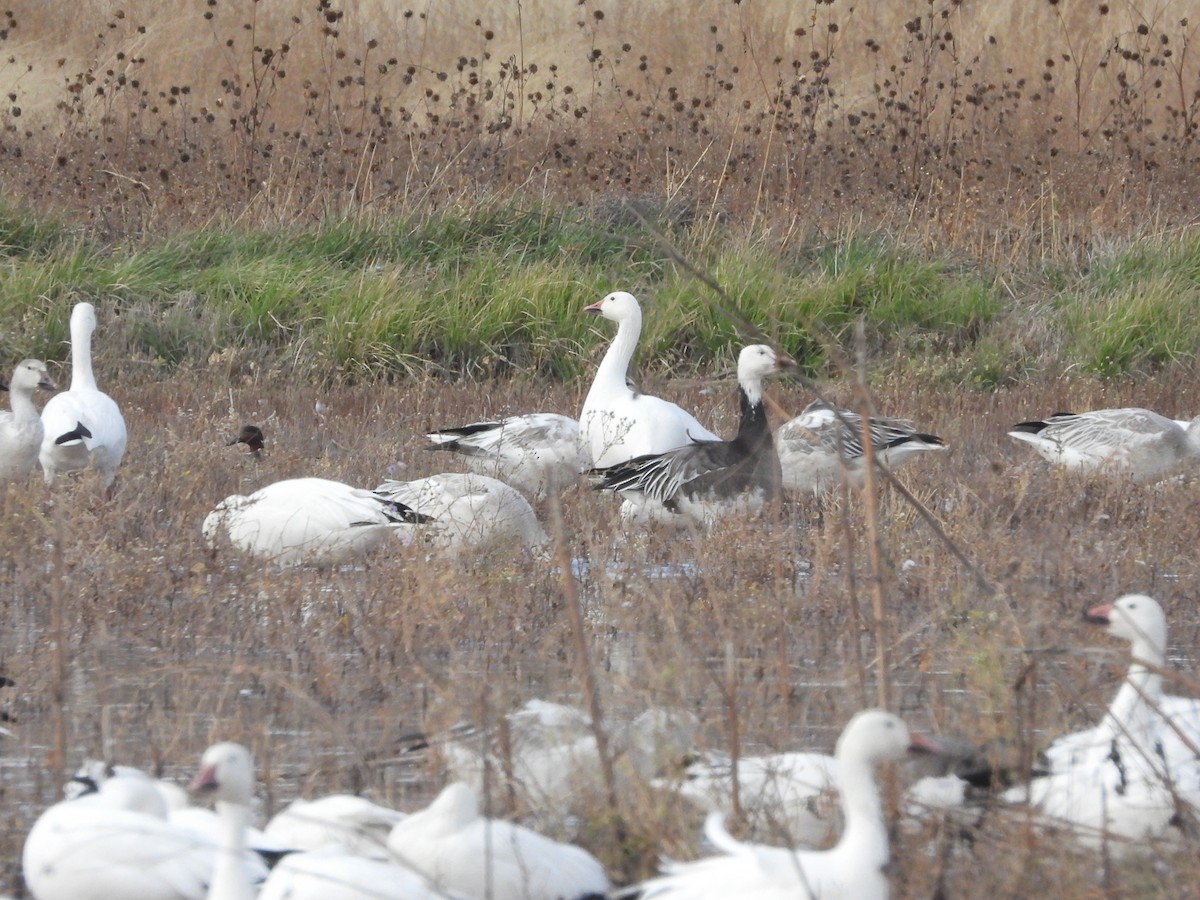 Snow Goose - ML645527897