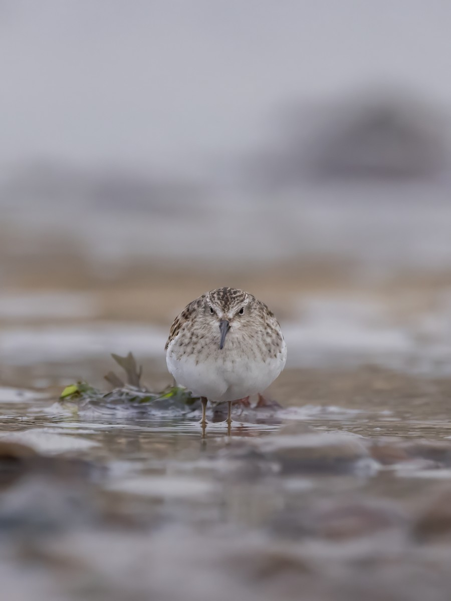 Least Sandpiper - ML645527898