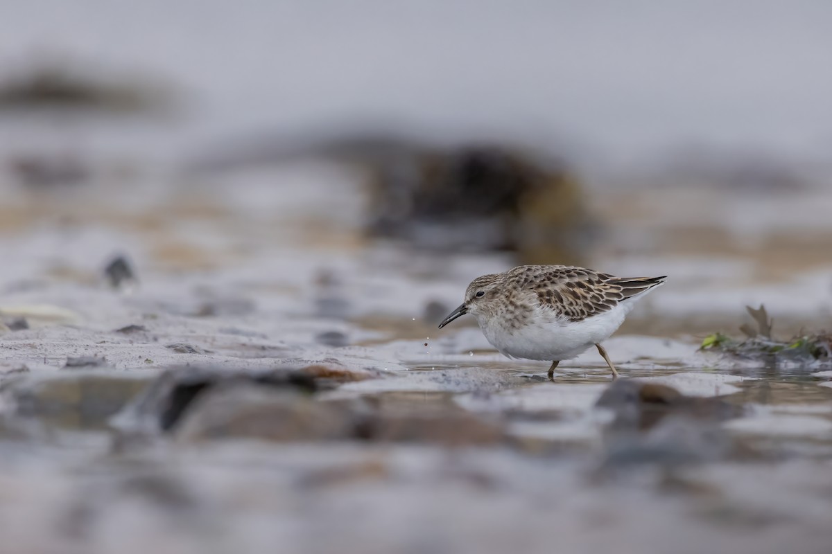 Least Sandpiper - ML645527900
