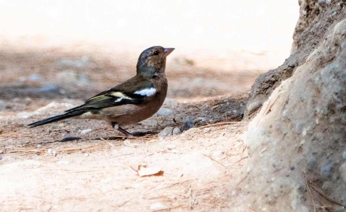 Common Chaffinch - ML645527901