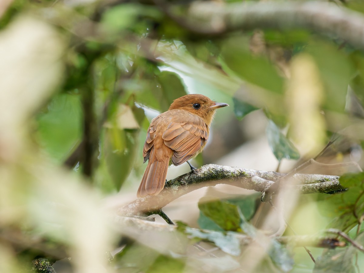 Rufous Mourner - ML645527902