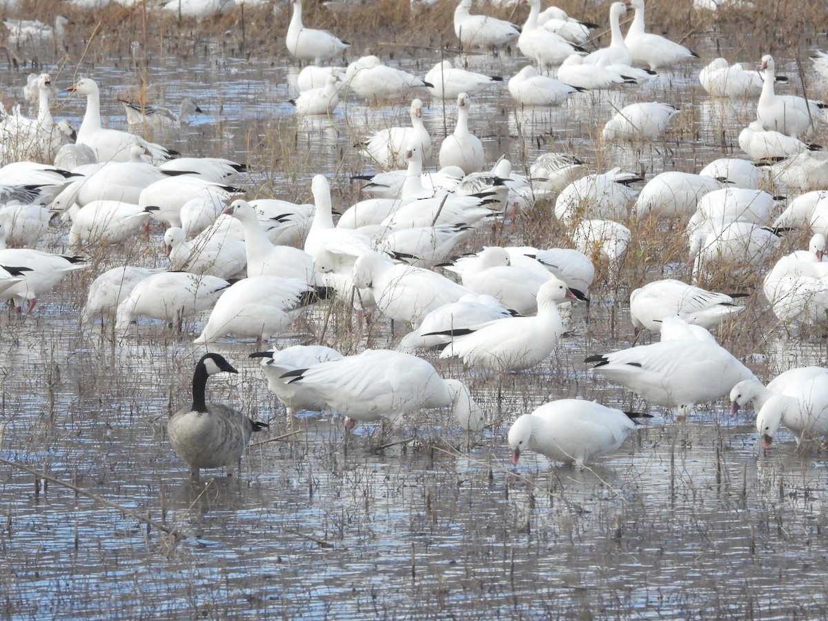 Canada Goose - ML645527903