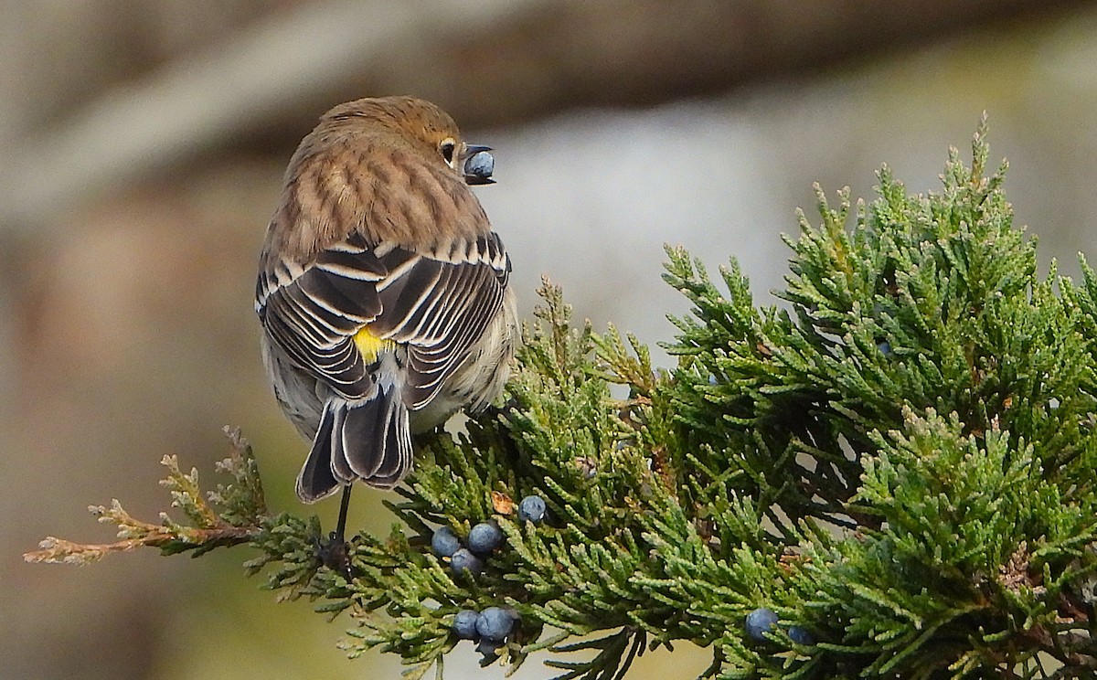 Yellow-rumped Warbler - ML645527904