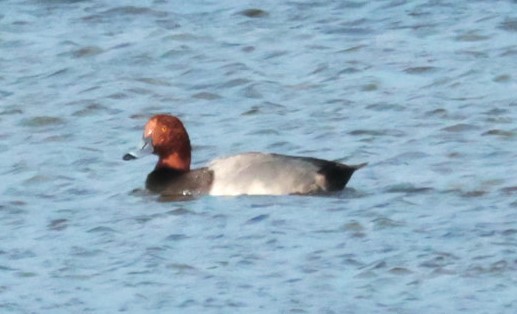 Redhead - ML645527908