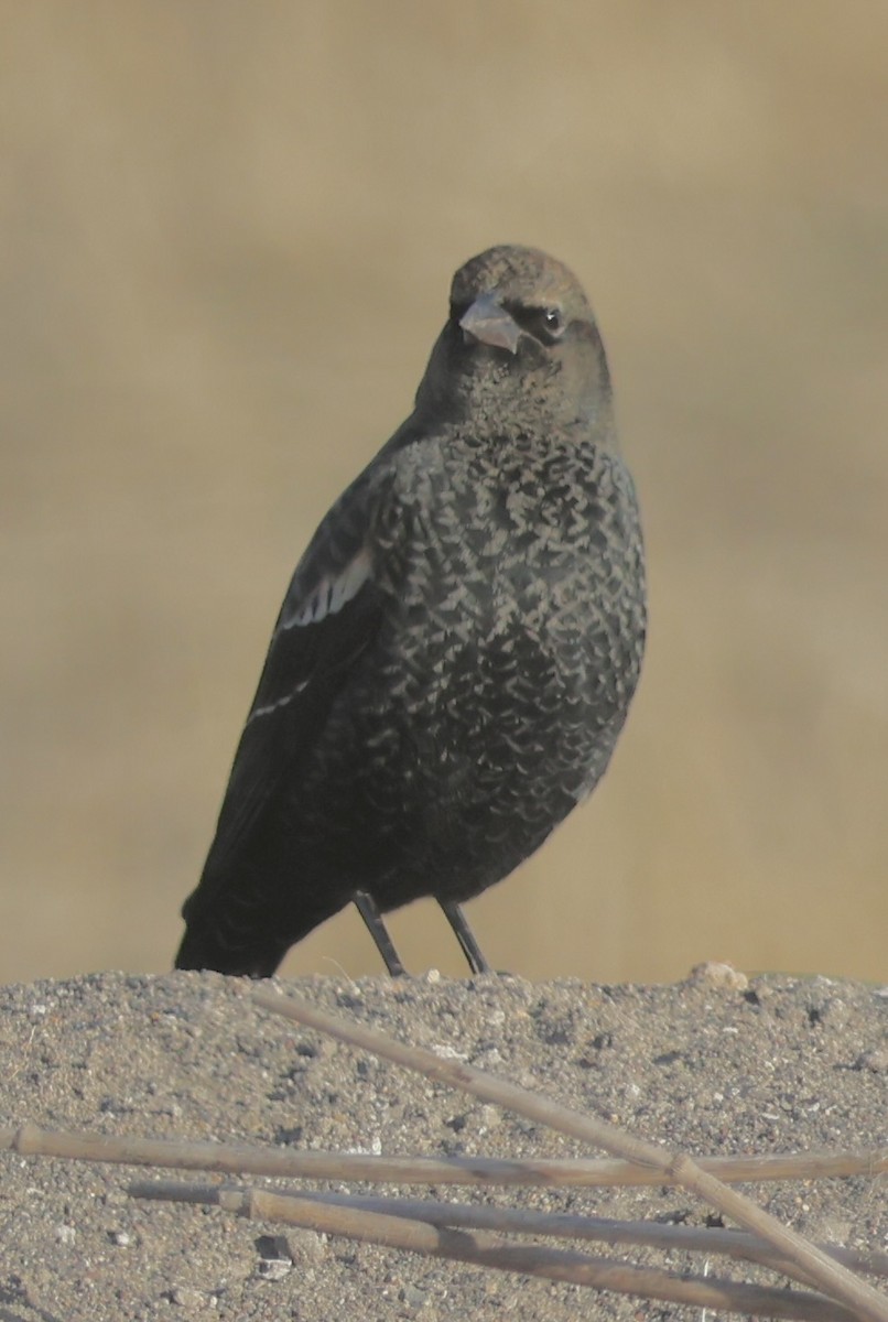 Red-winged Blackbird - ML645527911