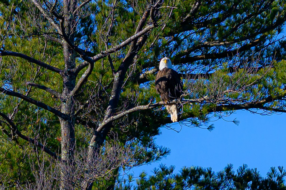 Bald Eagle - ML645527912
