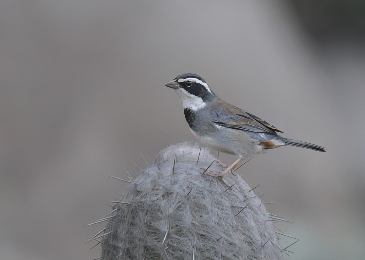 Collared Warbling Finch - ML645527913