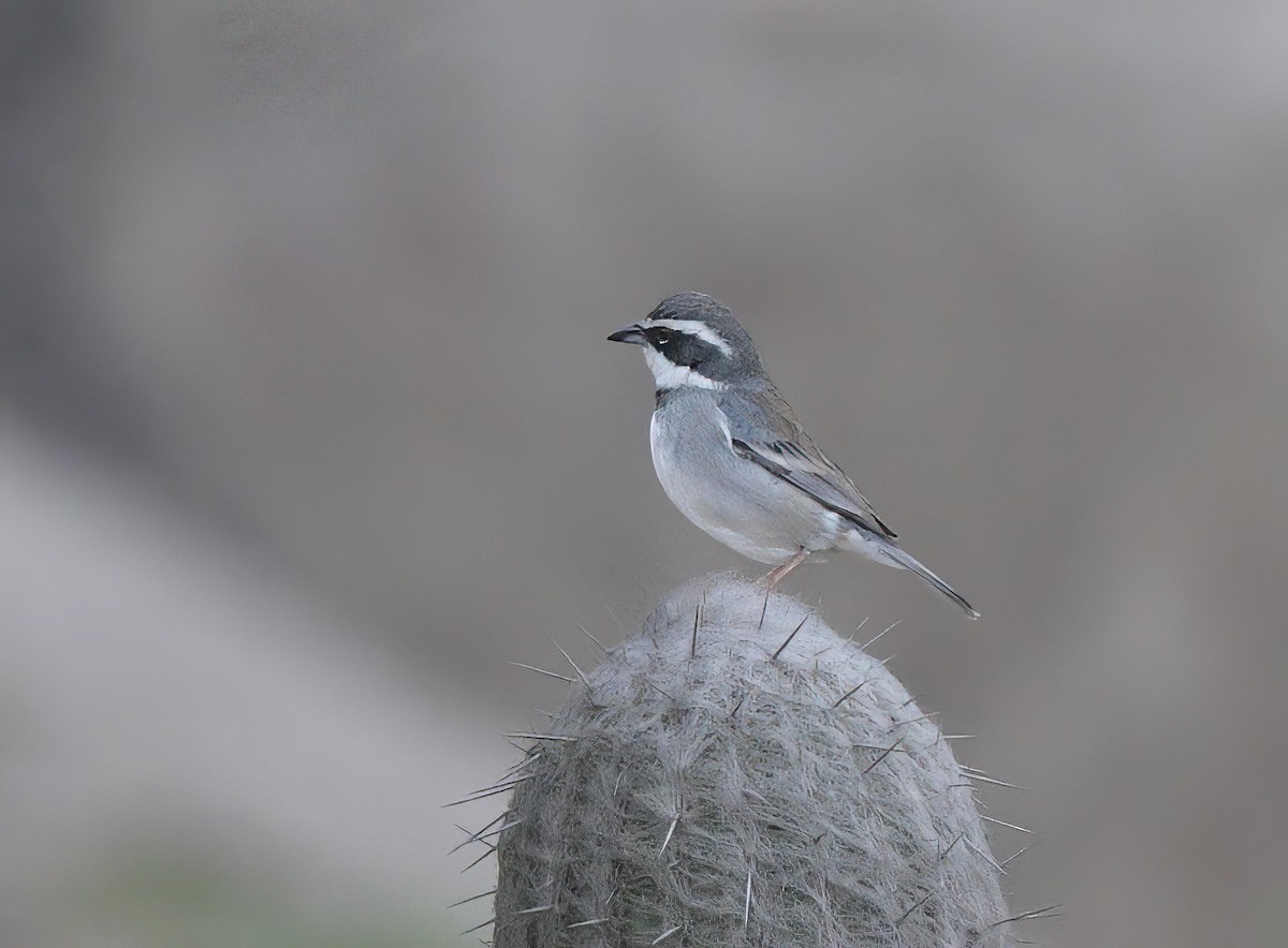 Collared Warbling Finch - ML645527914
