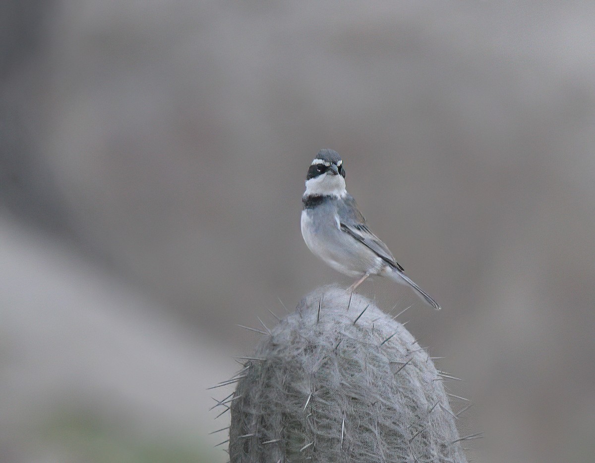 Collared Warbling Finch - ML645527915