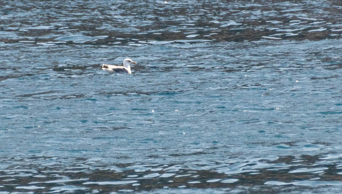 Yellow-legged Gull - ML645527924