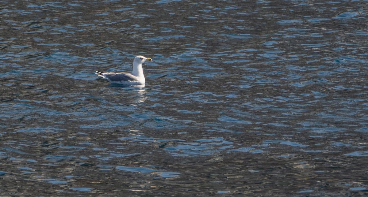 Yellow-legged Gull - ML645527926