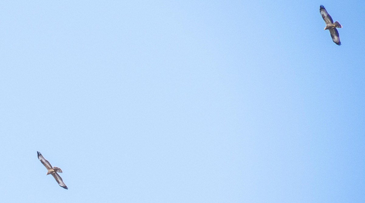 European Honey-buzzard - ML645527930