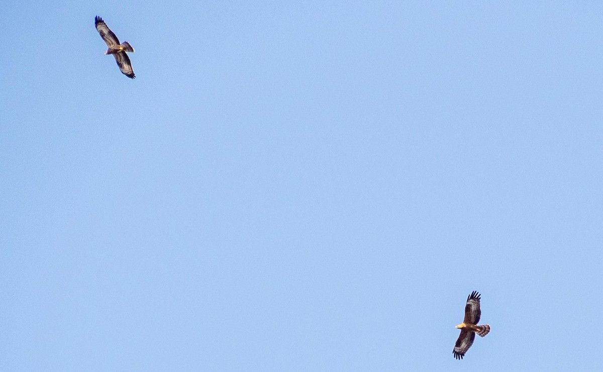 Long-legged Buzzard - ML645527931