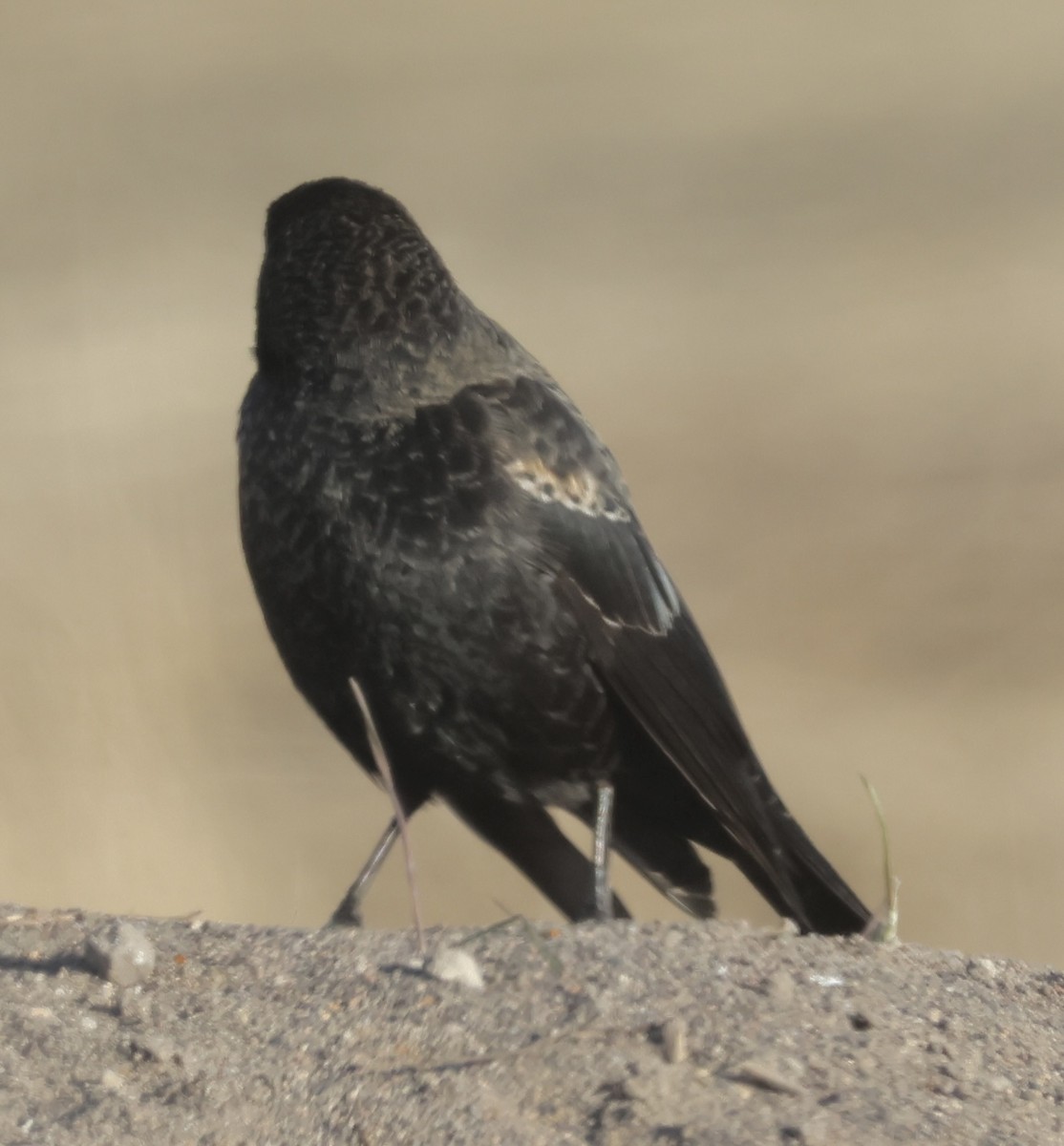 Red-winged Blackbird - ML645527939
