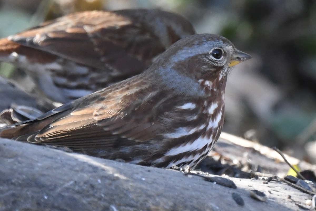 Fox Sparrow - ML645527940