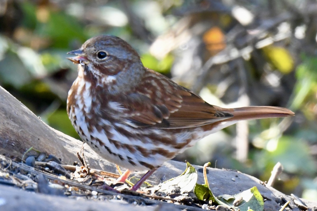 Fox Sparrow - ML645527941