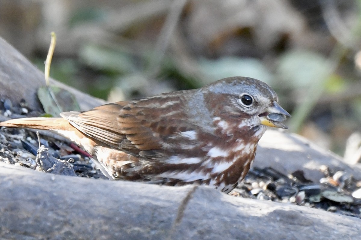 Fox Sparrow - ML645527942