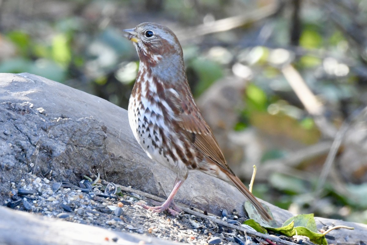 Fox Sparrow - ML645527943