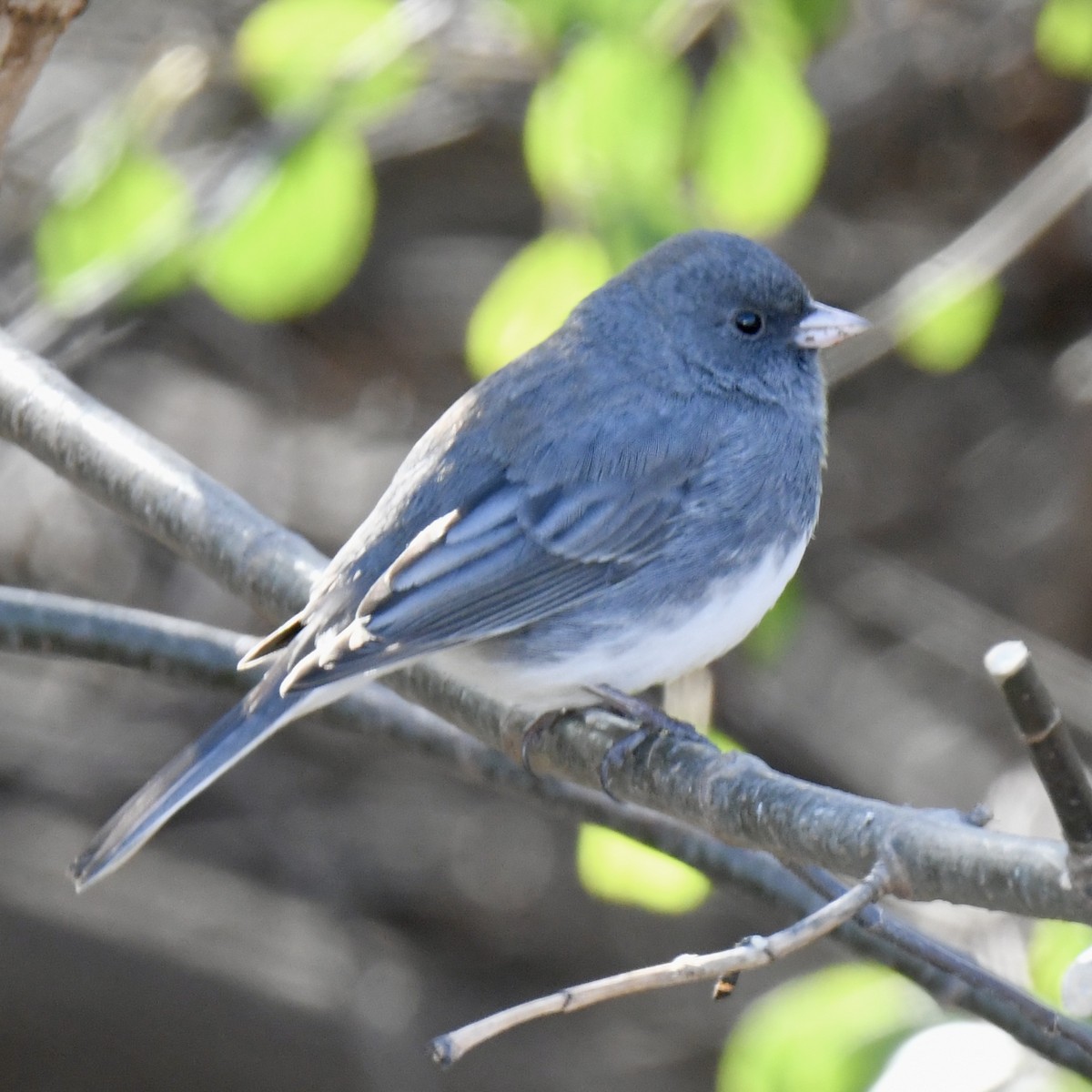 Dark-eyed Junco - ML645527953