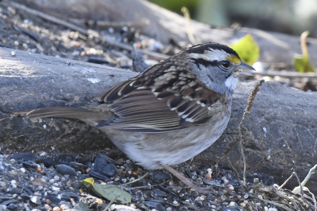 White-throated Sparrow - ML645527960
