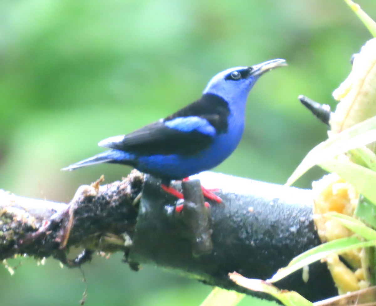 Танагра-медоїд бірюзова - ML645527963