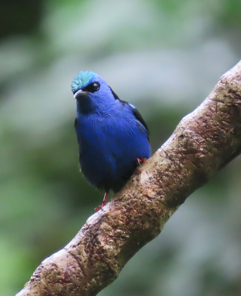 Танагра-медоїд бірюзова - ML645527964