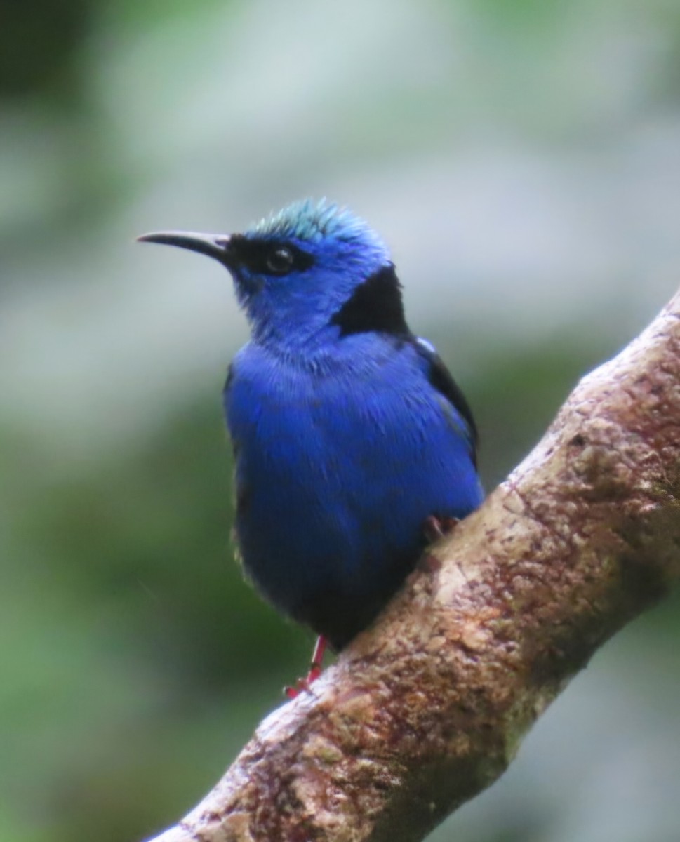 Танагра-медоїд бірюзова - ML645527965