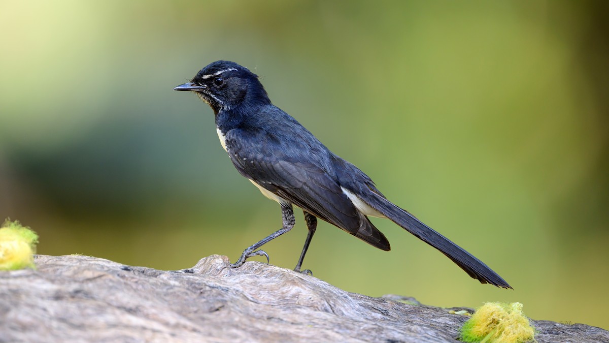 Willie-wagtail - ML645527970