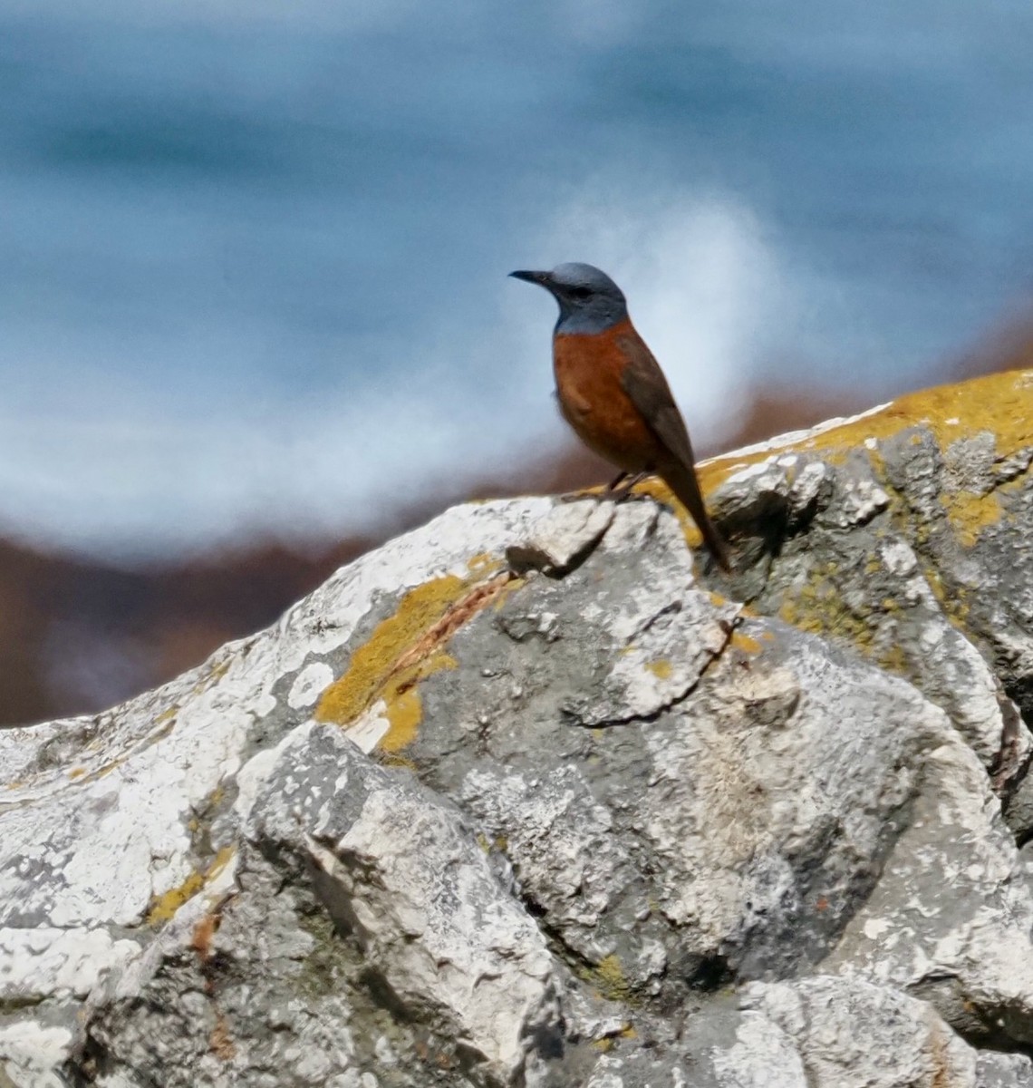 Cape Rock-Thrush - ML645527972