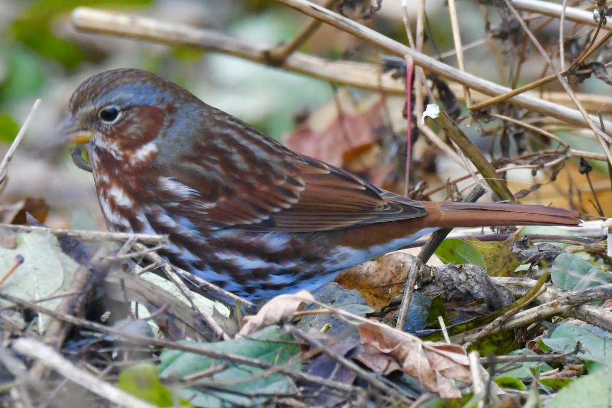 Fox Sparrow - ML645527974