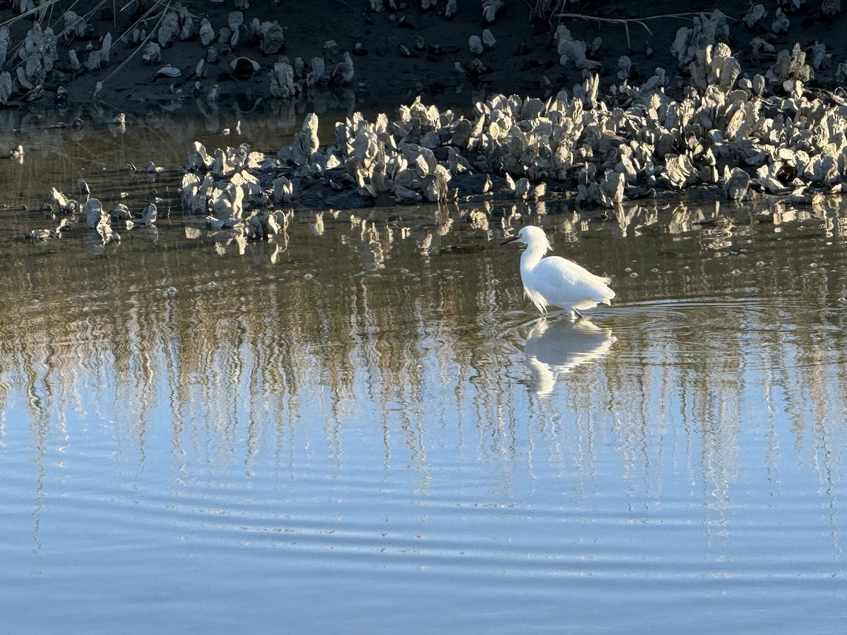 ユキコサギ - ML645527983