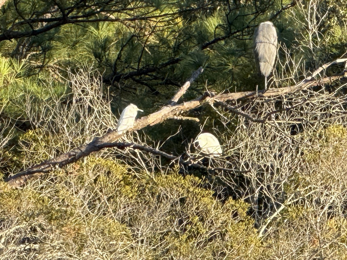 ユキコサギ - ML645527984