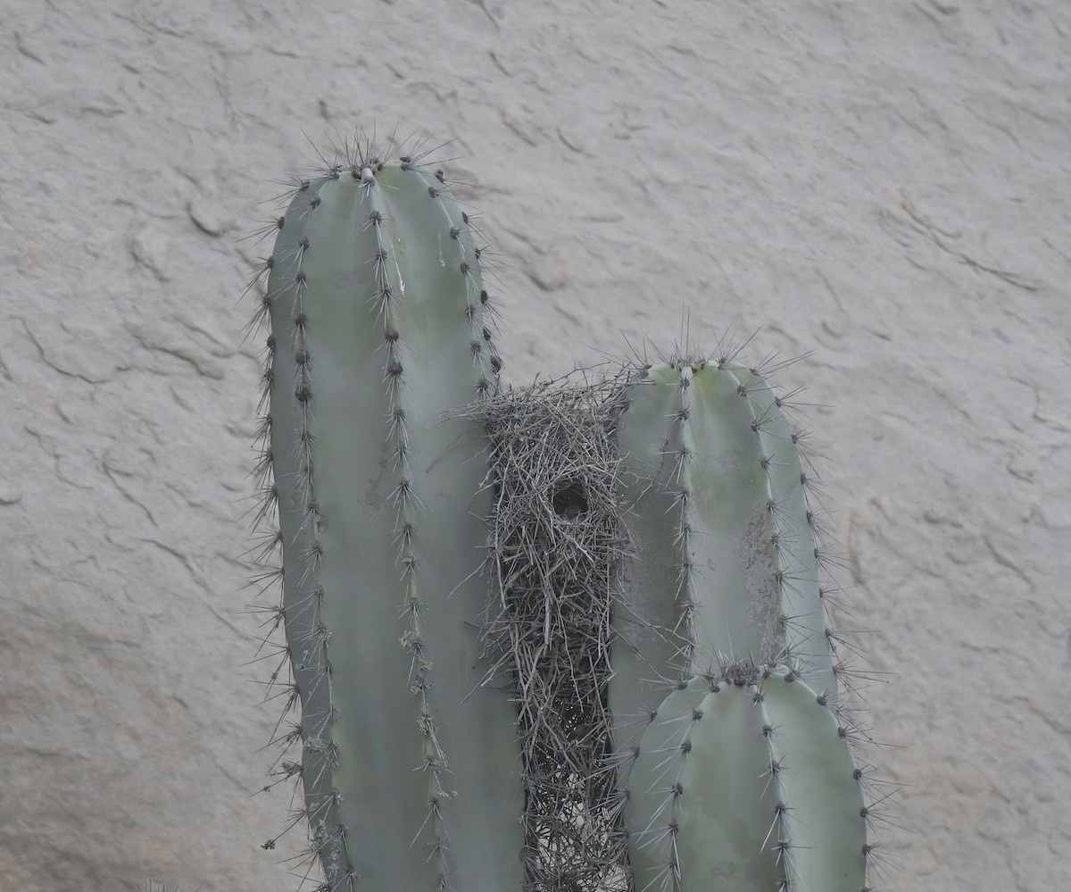 Cactus Canastero - ML645527986