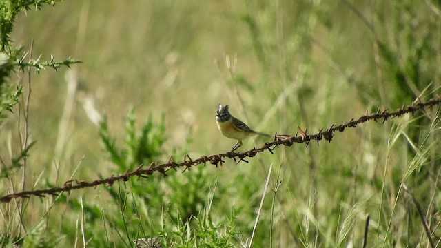 Тачурі-сірочуб темногорлий - ML645527990