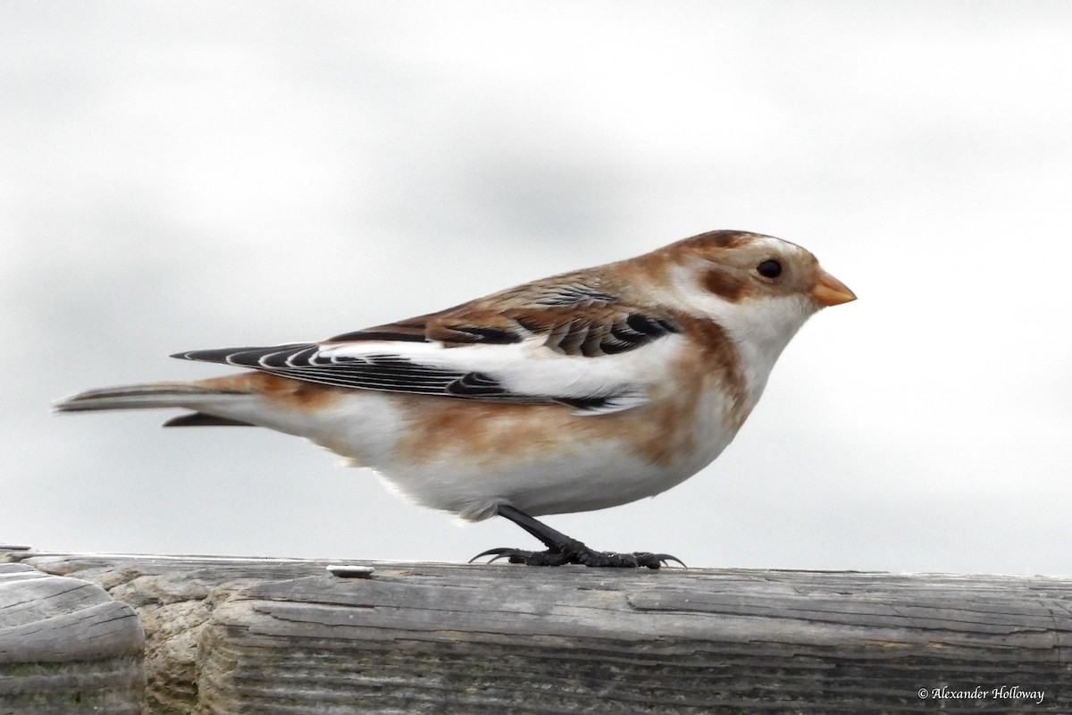 Schneeammer - ML645527992