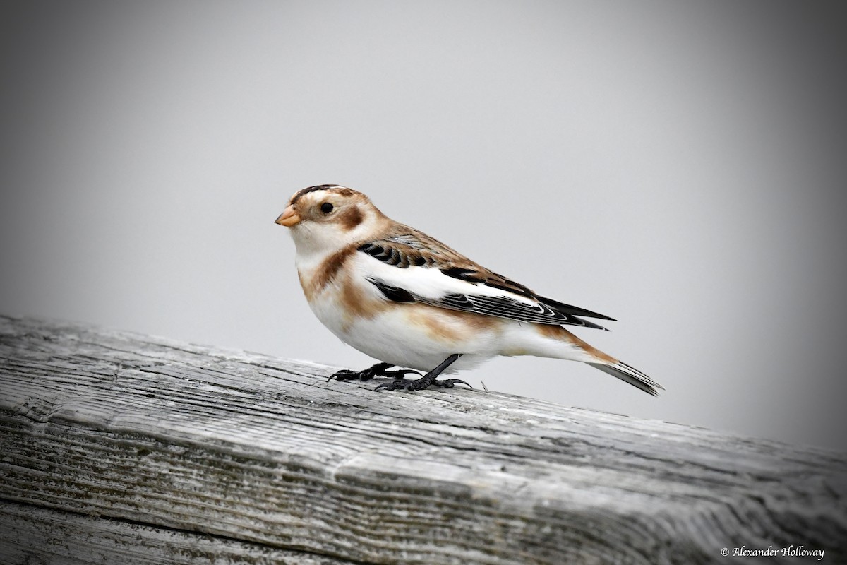 Schneeammer - ML645527993