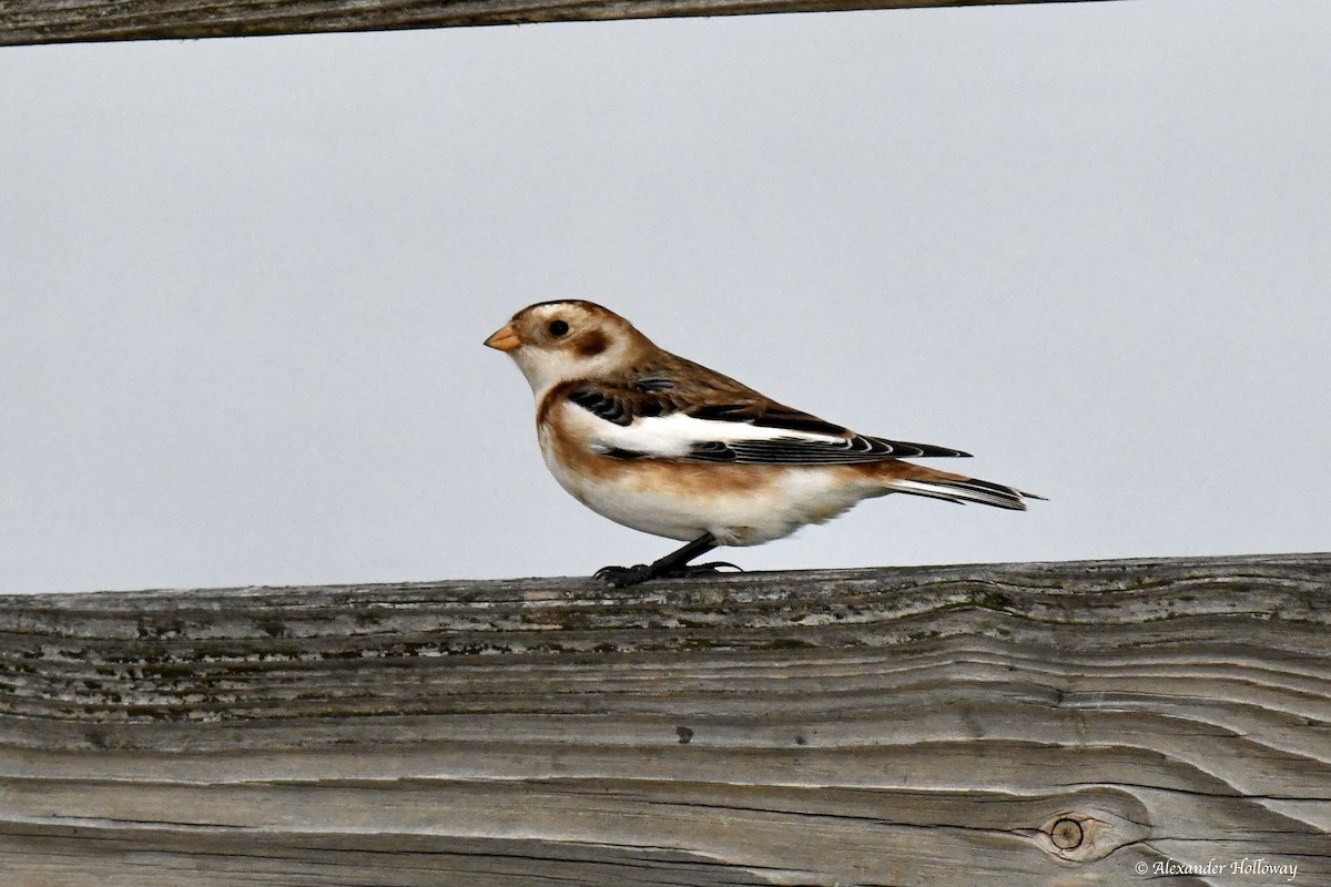 Schneeammer - ML645527994