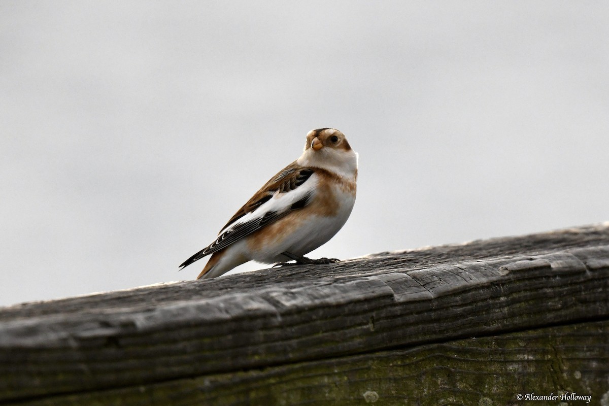 Schneeammer - ML645527995